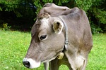 cow, milk, agriculture