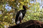 black stork, bird, stork