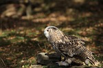 owl, bird of prey, bird