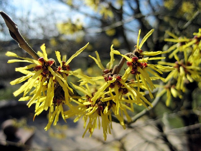 Free Spring Witch Hazel photo and picture