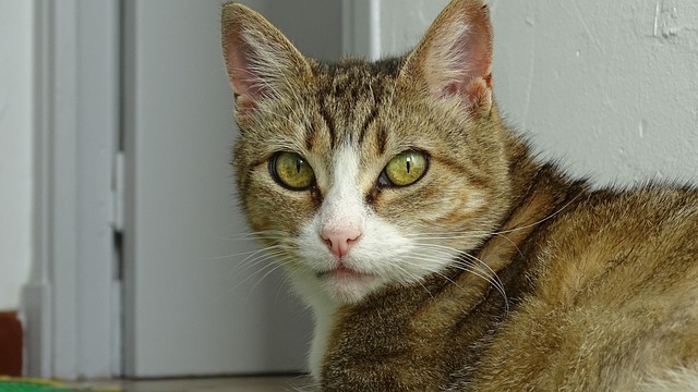 Free Cat Animals photo and picture