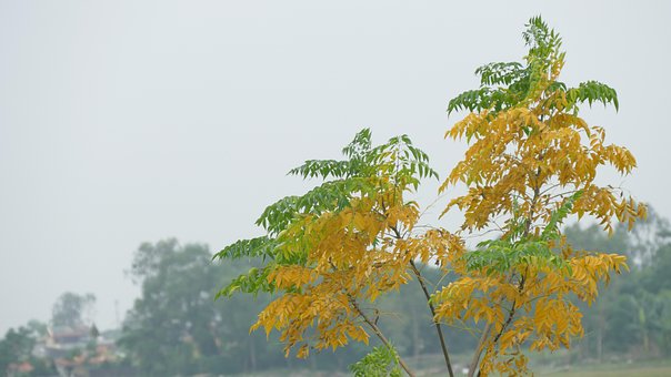 Free Tree Nature photo and picture