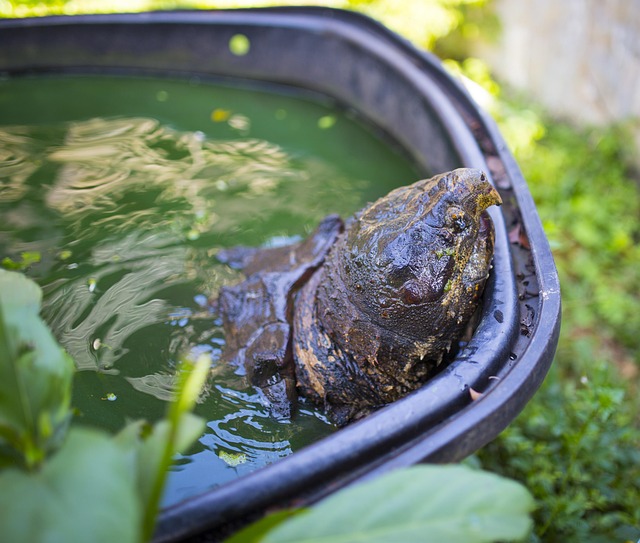 Tropisch, Bauernhof, Riesen-Schildkröte