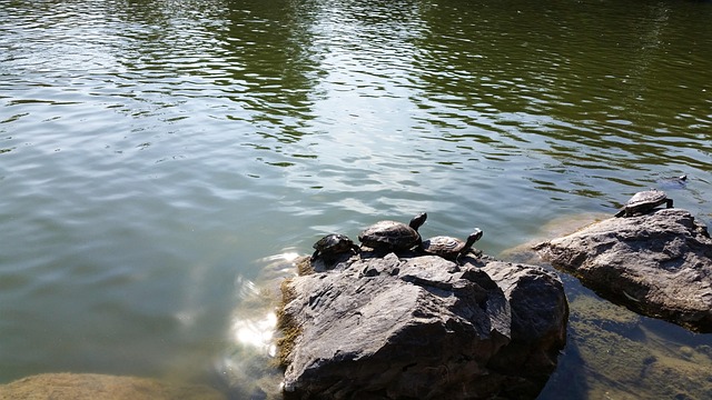 Red-Eared Søen Skildpadder, Rød, Sø