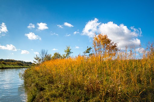 Free Reed Golden photo and picture