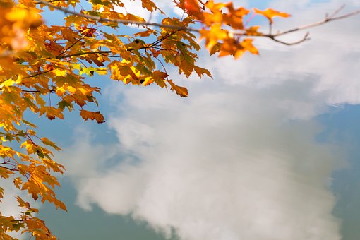Free Autumn Leaves Water photo and picture