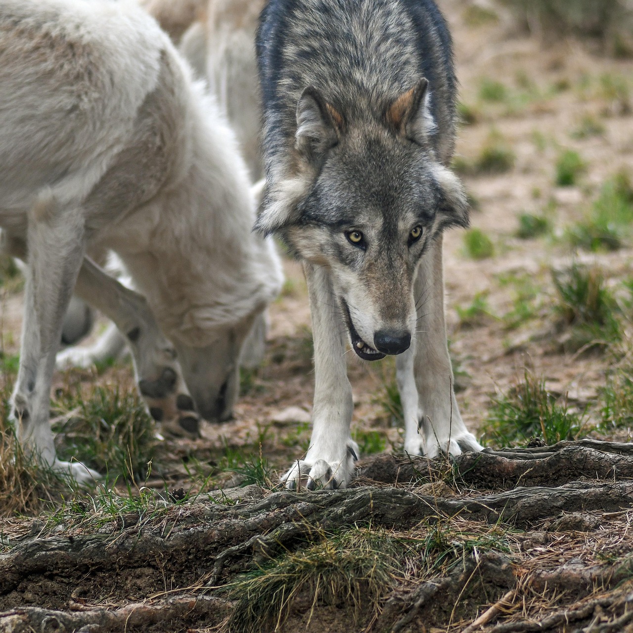 Wolf Predator Wild Free photo on Pixabay Pixabay