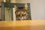 cat, cool cat, cat at the table
