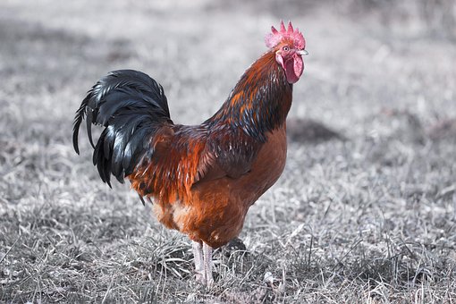 Veľké čierne kohúty zadarmo