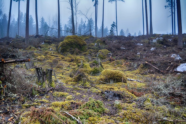 Mos, Skov, Efterår, Finland, Natur