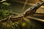 reptile, lizard, gecko