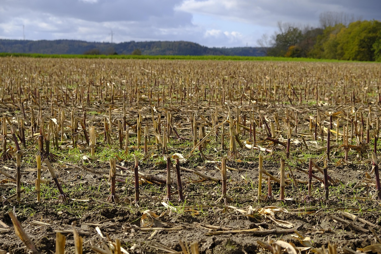 Campo Agricultura Rastrojo Foto Gratis En Pixabay Pixabay Campo Agricultura Rastrojo Foto Gratis En Pixabay Pixabay