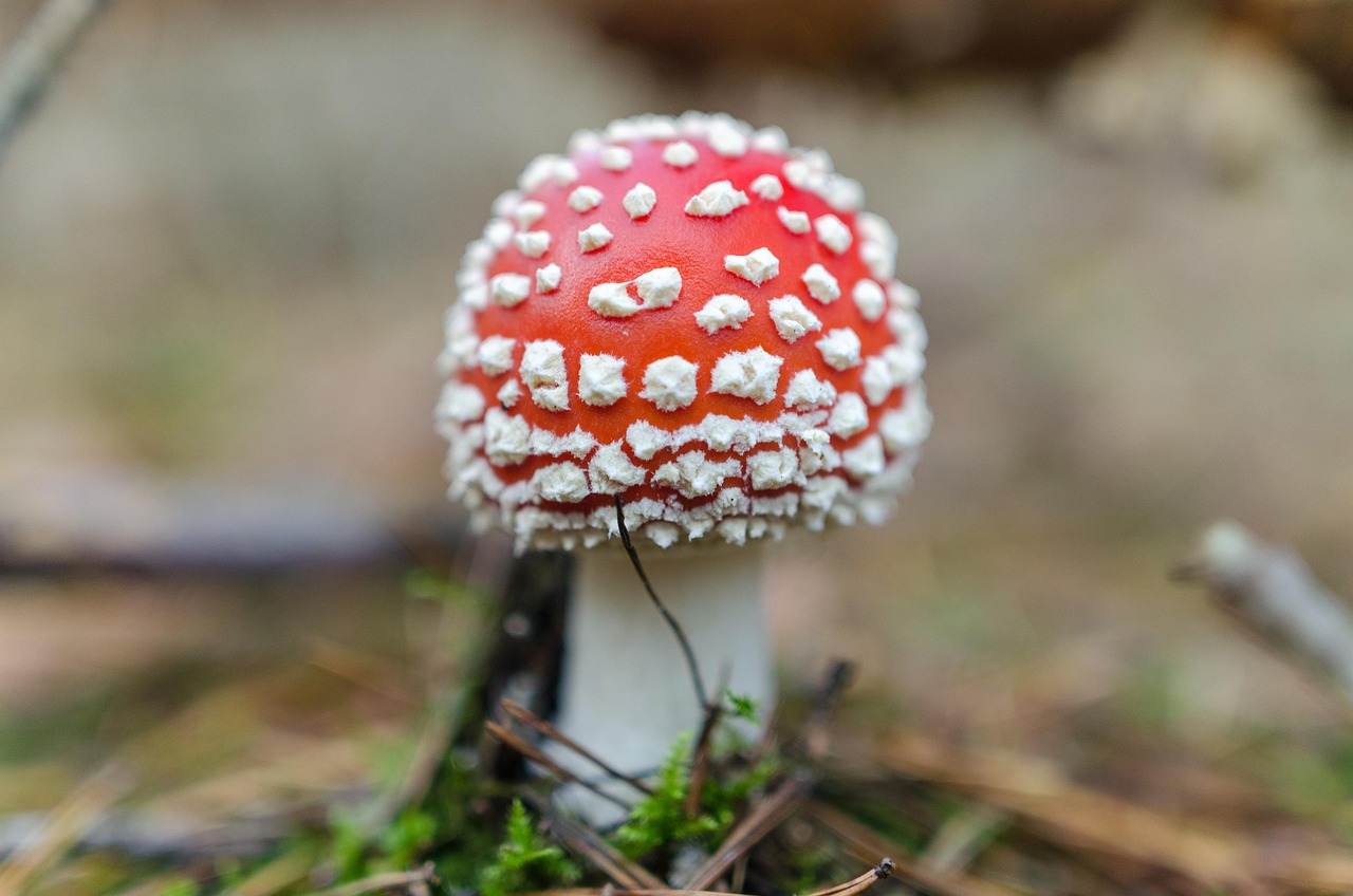 Toadstool - free online jigsaw puzzle photo