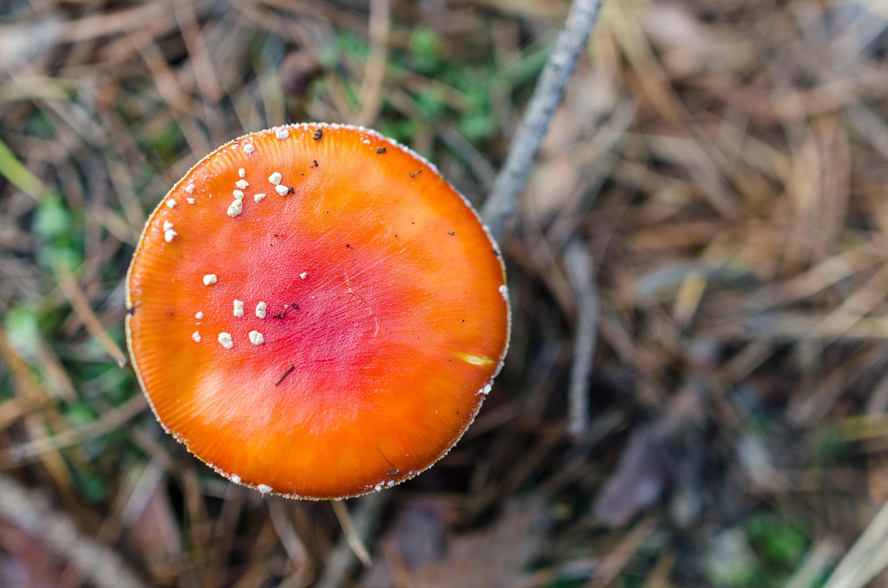 Toadstool - free online jigsaw puzzle photo