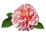 rose, pink, david austin