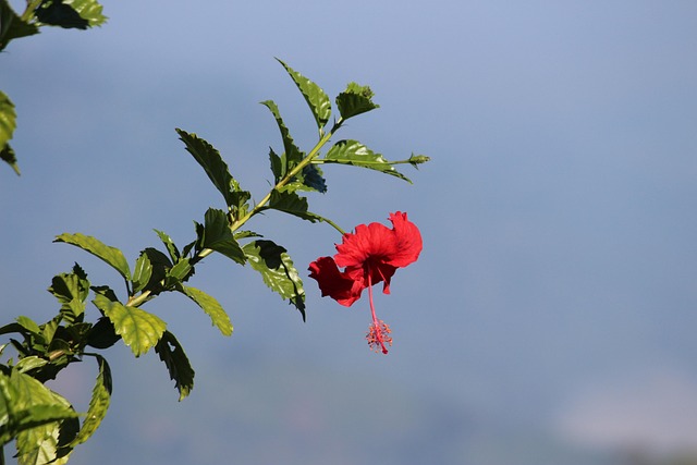Bloem, Groente, Mooie Bloemen, Kader
