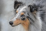 dog, dog portrait, domestic animal
