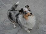 bitch, dog, shetland sheepdog