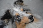 dog portrait, bitch, eyes