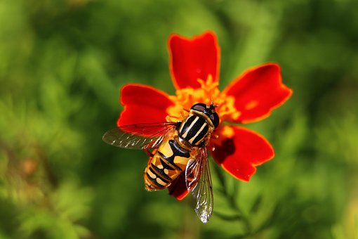 Citroenpendel Hoverfly, Bug, Natura