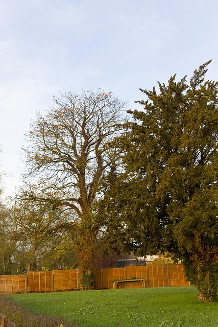 Morgen, Baum, Landschaft, Sonnenaufgang