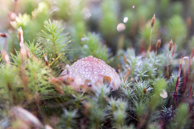 Free Fungus Vegetation photo and picture