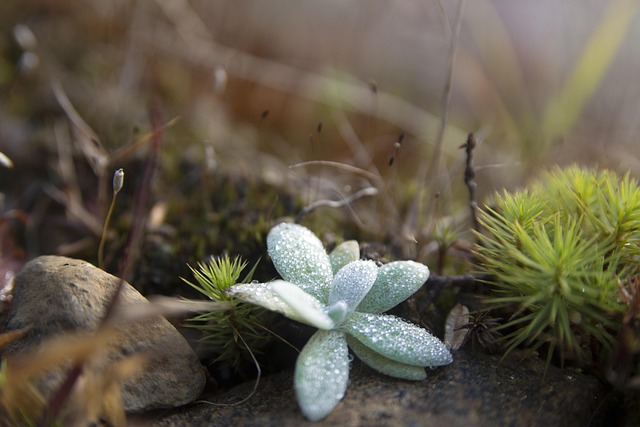Free Forest Star photo and picture