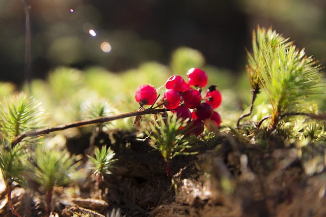 Free Fruit Nature photo and picture