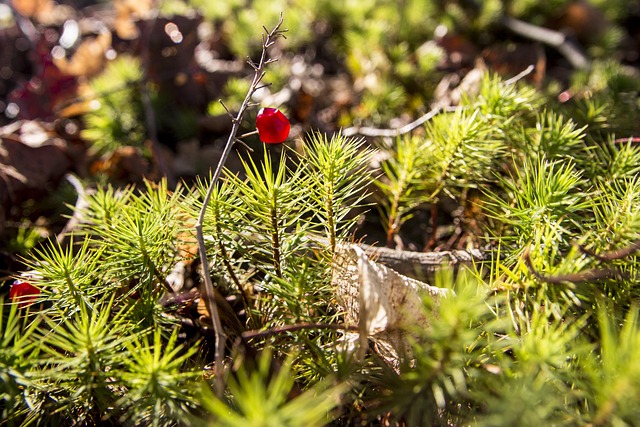 Free Vegetation Fruit photo and picture