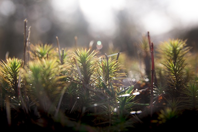 Free Forest Mousse photo and picture
