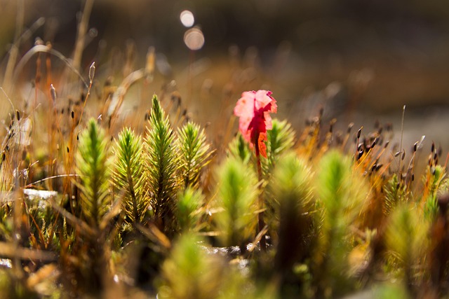 Free Forest Nature photo and picture