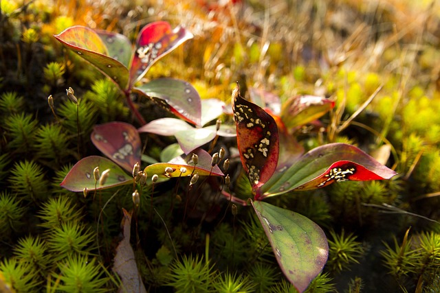 Free Forest Mousse photo and picture