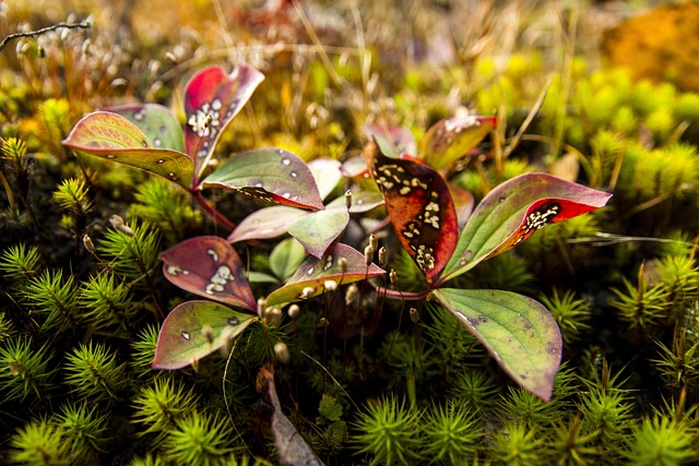 Free Forest Mousse photo and picture