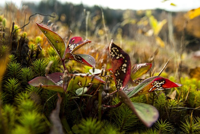 Free Forest Mousse photo and picture
