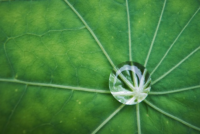 Free Macro Blade photo and picture