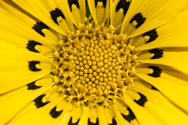 Bloem, Geel, Natuur, Gele Bloemen