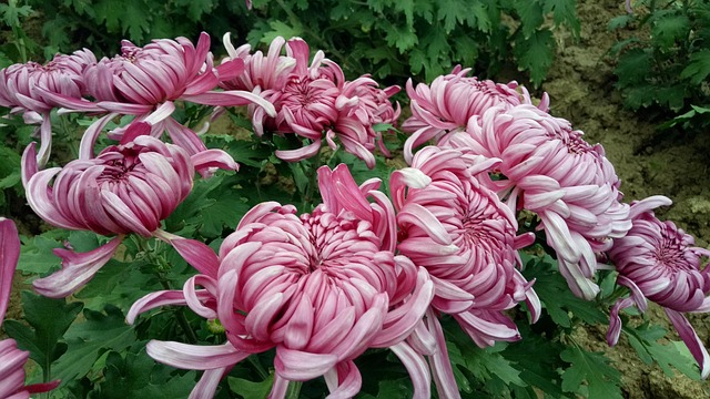 Free Chrysanthemum Autumn photo and picture