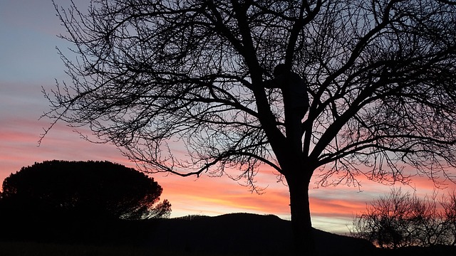Free Tree Silhouette photo and picture