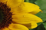 sunflower, flower, yellow