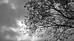 wood, trees, plants