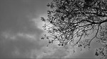 wood, trees, plants