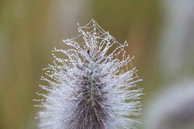 Free Dew Morning photo and picture