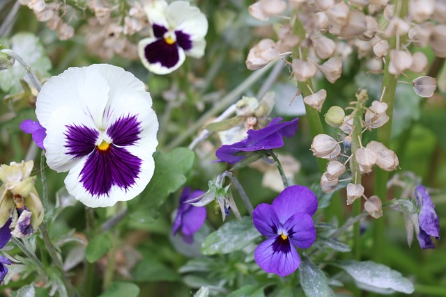 Free Flower Flora photo and picture