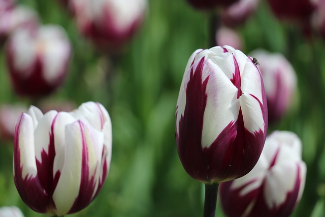 Free Tulip Flower photo and picture