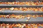 stairs, autumn gold, dry leaves