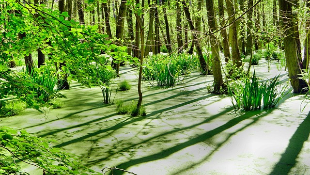 Ostsee, Usedom, Naturaufnahme, Wald, See