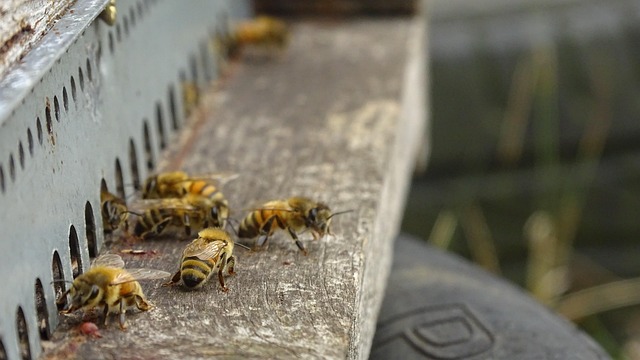 Free Bees Hive photo and picture