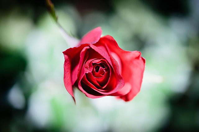 Free Flower Rose photo and picture