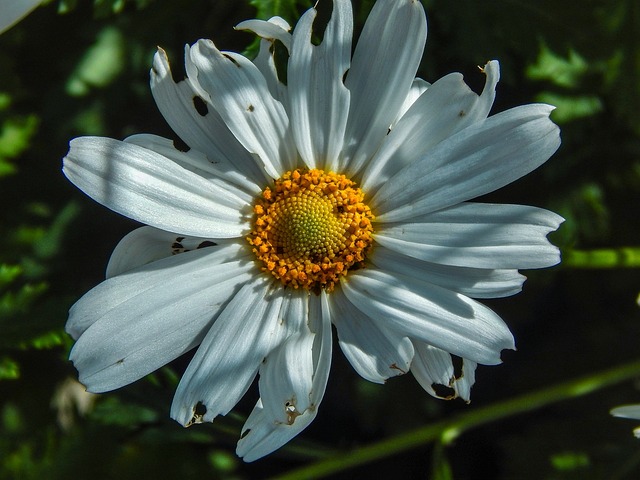 Blume, Margaret, Natur, Weiße Blumen