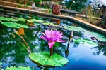shapla ful, flower, water